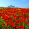 800-poppy-field-in-Paros